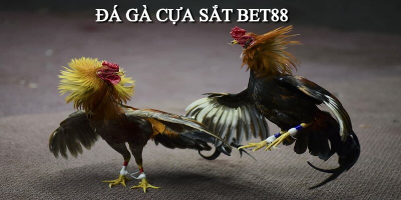 Đá Gà Cựa Sắt Bet88 - Loại Hình Giải Trí Hấp Dẫn Hàng Đầu 2024