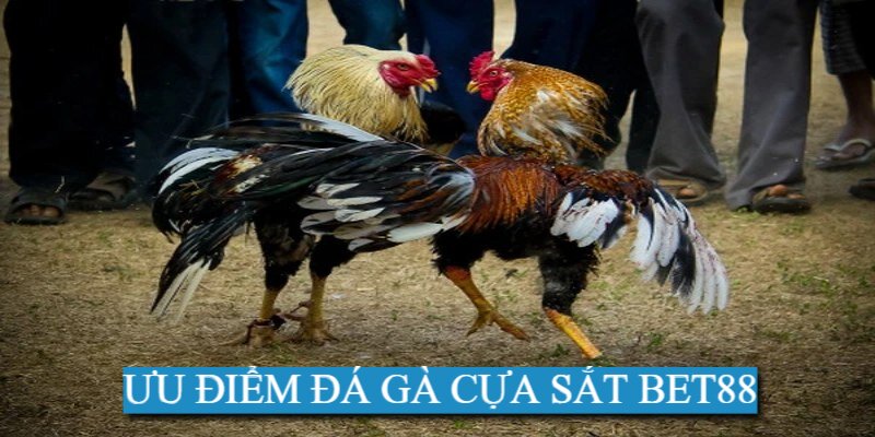 Đá gà trực tuyến cựa sắt tại Bet88 hội tụ nhiều ưu điểm vượt trội